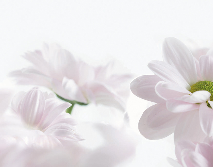 thumbnails/435_Dekor_Blume.jpg: 